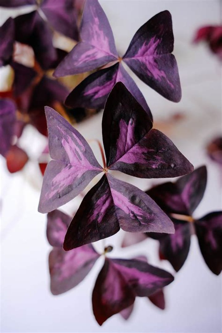 Are purple shamrocks edible?