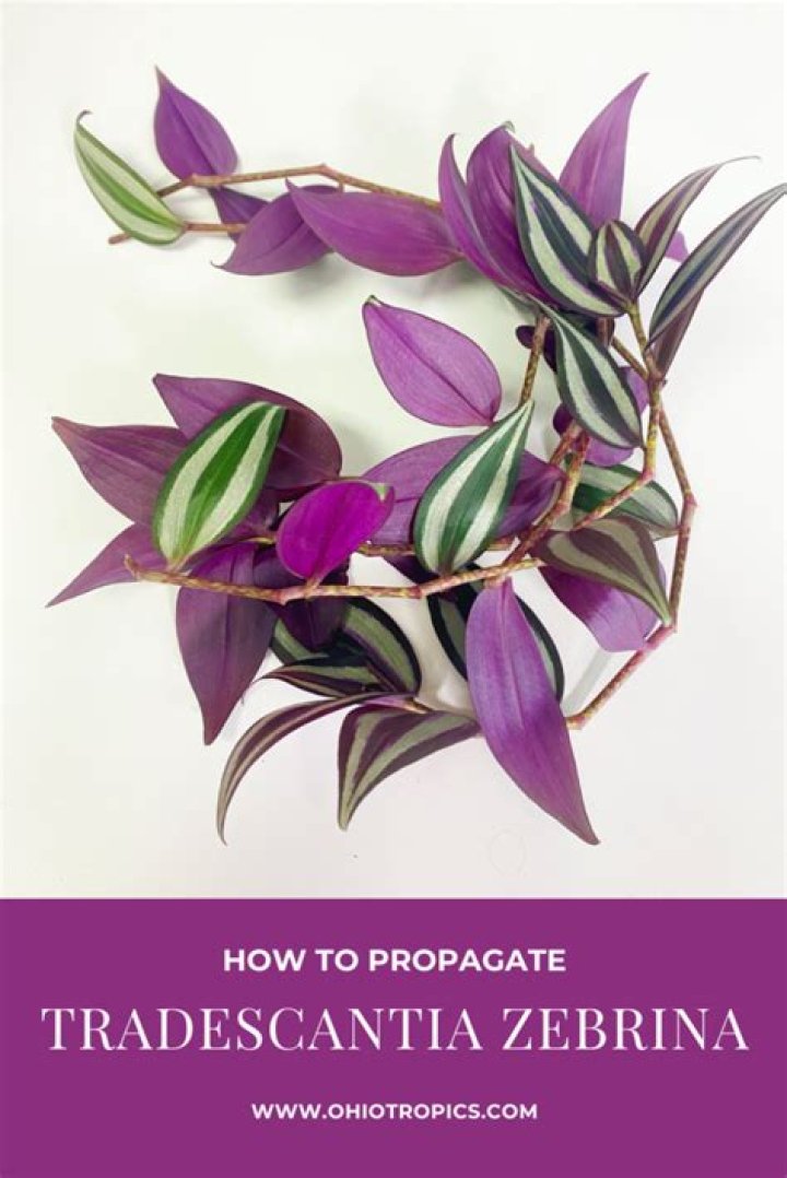 Can you propagate zebrina?