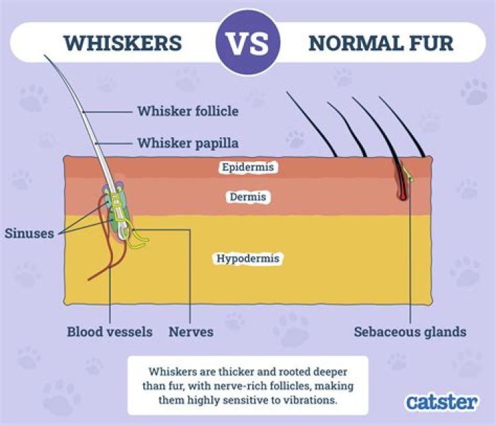 Do u cut cat's whiskers?