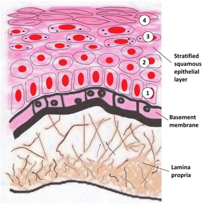 Does lamina propria contains blood vessels?
