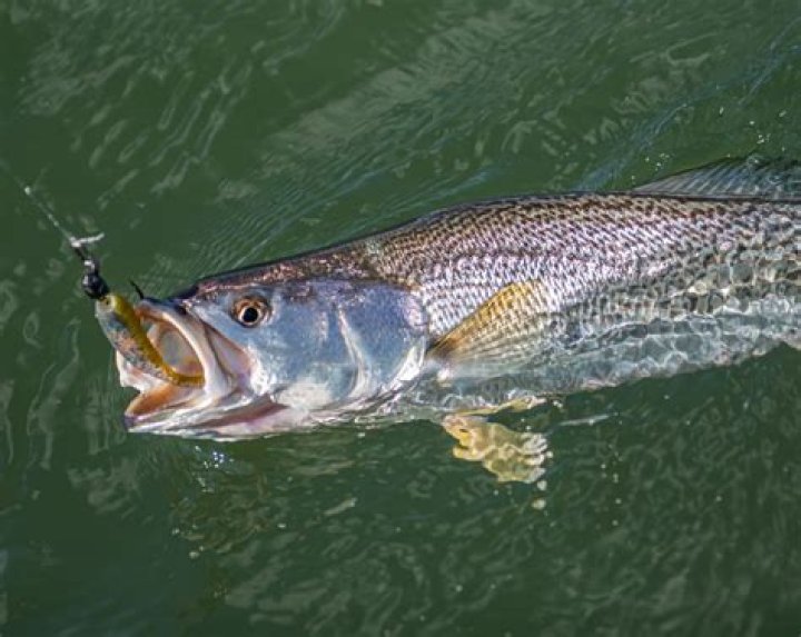 How are weakfish caught?