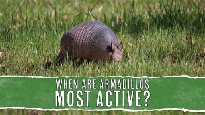 How armadillos adapt to their environment?