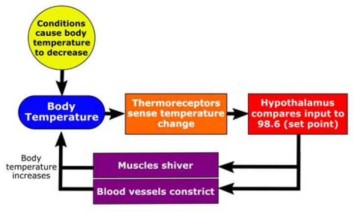 How does an endotherm respond to an increase in temperature?