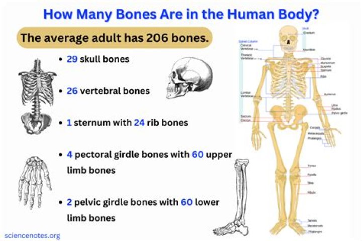 How many bones in human body?