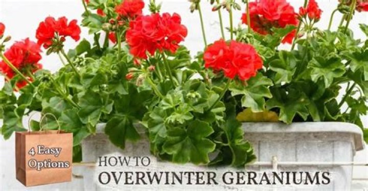 How to prune overwintered geraniums?