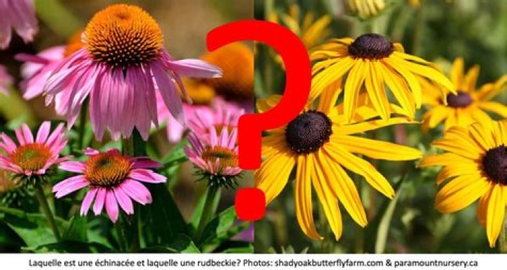 Is echinacea the same as coneflower?