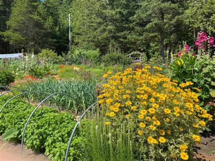 Should i put red wigglers in my garden?