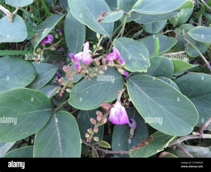 What is canavalia rosea used for?
