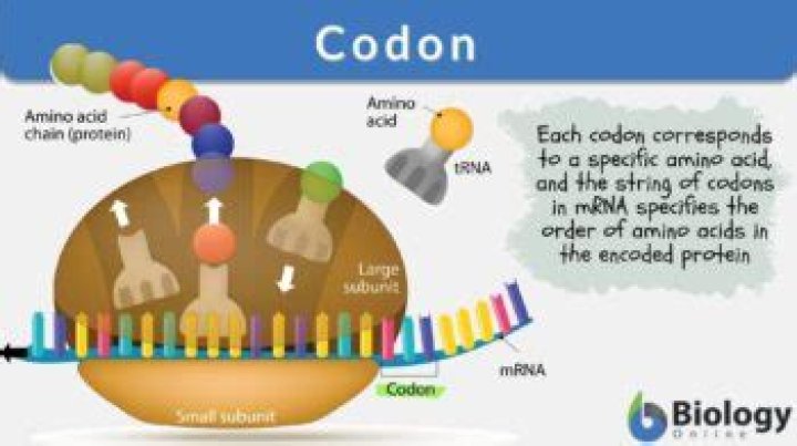 When are codons and anticodons found?