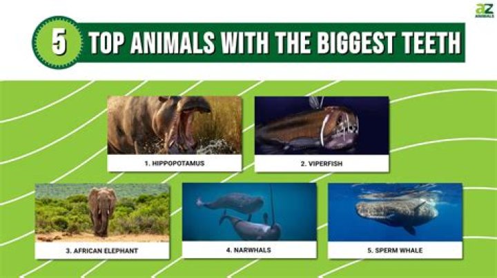 Which animals have tearing teeth?