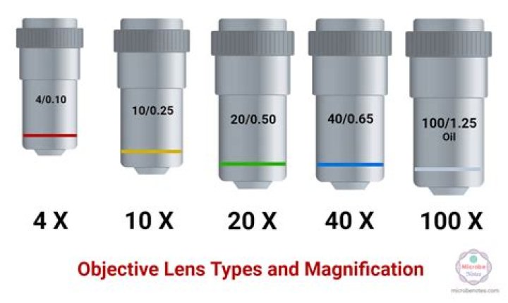 Which part of the light microscope magnifies cells?