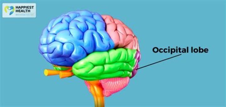 Why is the occipital lobe in the back of the brain?