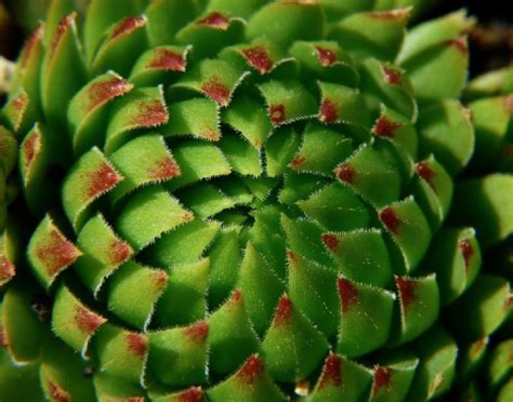 Will deer eat succulents?